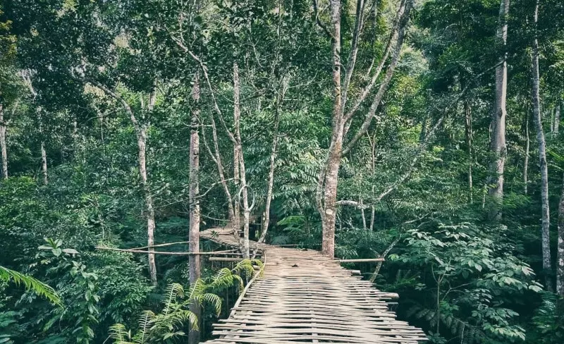 foto jembatan bambu taman puspa langka