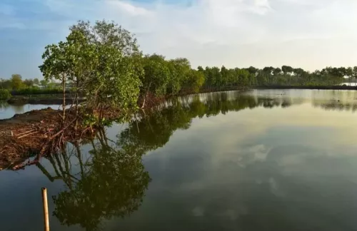 mangrove-desa-kartikajaya.webp