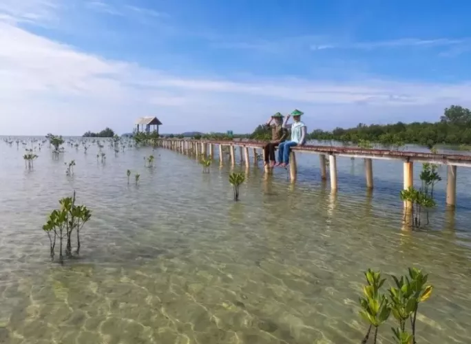 mangrove-terong-belitung.webp